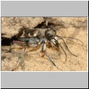 Cicindela hybrida - Duenen-Sandlaufkaefer 15 Sandgrube Niedringhaussee.jpg